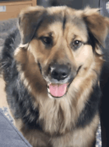 a brown and black dog with its pink tongue hanging out