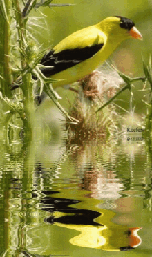 a yellow and black bird is perched on a branch in the water with a reflection of the bird in the water