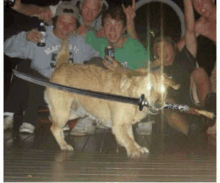 a dog is holding a sword in its mouth while a group of people are sitting around it .