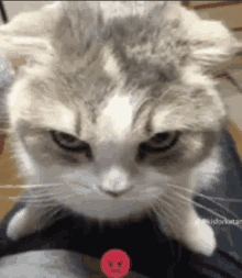 a cat is sitting on a person 's lap and looking at the camera with an angry look on its face .