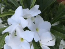 a close up of a bunch of white flowers with green leaves