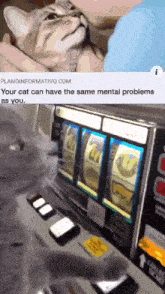 a picture of a cat next to a slot machine that says " your cat can have the same mental problems as you .. "