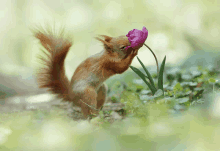 a squirrel is smelling a pink flower in the grass