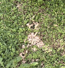 a close up of a grassy area with a few pieces of food in it