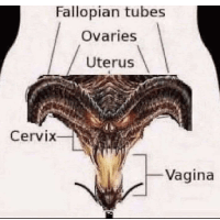 a diagram of the fallopian tubes , ovaries , uterus , cervix and vagina