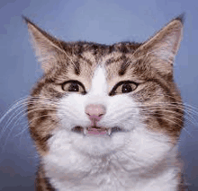 a close up of a cat 's face with its mouth open and teeth showing .