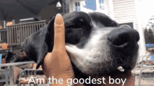 a person is petting a black and white dog with the words am the goodest boy written on the bottom .