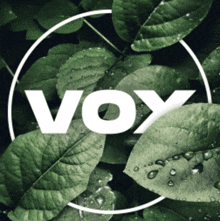 a picture of green leaves with the word vox in the center