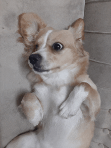 a small brown and white dog laying on its back