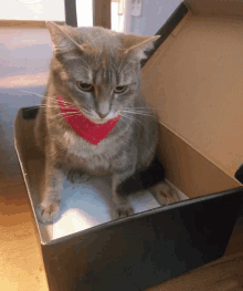 a cat wearing a red bandana sits in a black box