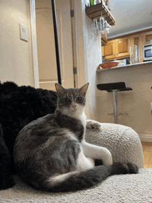 a grey and white cat laying on a couch