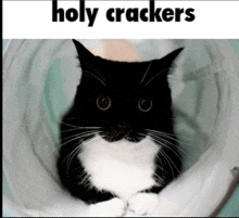 a black and white cat in a tunnel with the words holy crackers below it