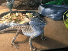 a lizard with its mouth open and a bowl of food in the background