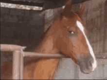 a brown horse with a white spot on its nose is standing in a stable .