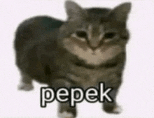 a cat is standing in front of a white background with the word pepek written on it .