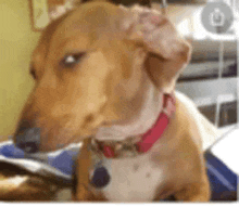 a brown dog with a pink collar is sitting on a bed looking at the camera .