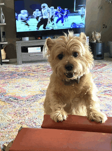 a small dog is sitting in front of a tv watching a football game