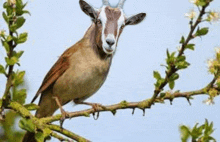 a bird with a goat 's head is sitting on a branch of a tree .