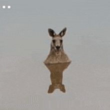 a kangaroo is flying through the air in a cartoon style .