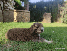 a picture of a dog laying in the grass was taken on 2022-05-22 at 19:08