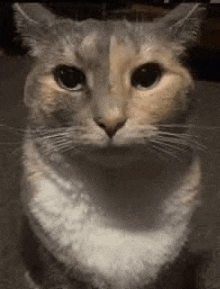 a close up of a cat 's face with a serious look on its face .