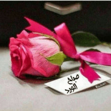 a pink rose with a pink ribbon and a card that says `` good morning '' in arabic .