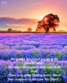 a picture of a field of purple flowers with a tree in the background and a quote from tlc