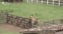 a man in a yellow shirt is walking across a wooden fence in a field with playplus written on the bottom