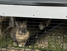 two small rabbits are in a cage and one is looking at the camera