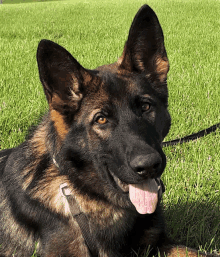 a german shepherd is laying in the grass with its tongue out