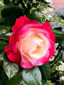 a close up of a pink and white rose surrounded by daisies