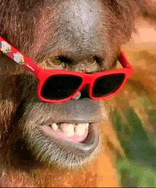 a close up of a monkey wearing sunglasses