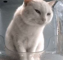 a white cat is sitting in a plastic container