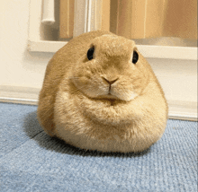 a brown rabbit is sitting on a blue carpet looking at the camera