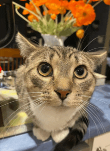 a close up of a cat 's face in front of a vase of flowers