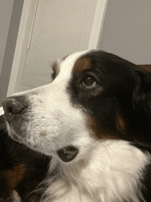 a close up of a brown and white dog