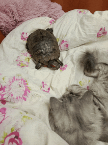 a cat and a turtle are laying on a bed