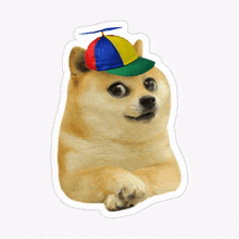 a doge wearing a colorful hat with a propeller on top of it