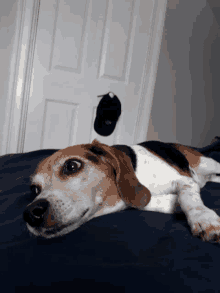 a beagle dog laying on a bed with a hat hanging on the door