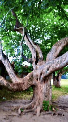 a tree with a lot of branches and roots