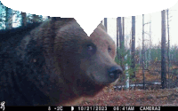 a brown bear is being photographed by a browning camera on 10/21/2023