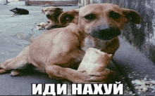 a dog laying on the ground eating a piece of bread with a caption in a foreign language