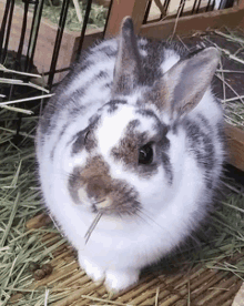 a small brown and white rabbit is sitting on a wicker mat with hay in its mouth .