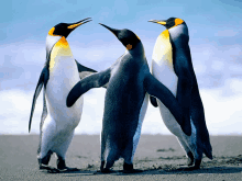 three penguins are standing on a sandy beach looking at each other