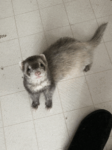 a ferret is standing on a tiled floor next to a person 's foot