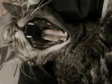 a cat with its mouth open and its tongue sticking out