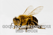 a bee with the words good night i love you bee good