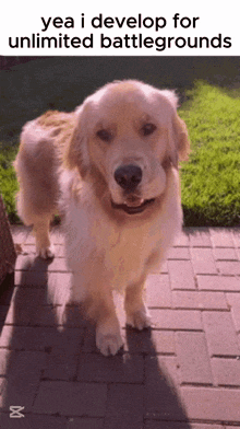 a dog is standing on a brick sidewalk with a caption that says yea i develop for unlimited battlegrounds