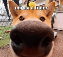 a close up of a dog 's nose with the words mirosi a fraier written above it