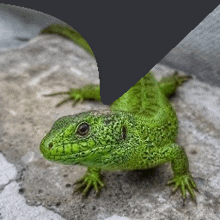 a green lizard is sitting on a rock with a black background